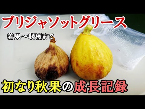 Brijasotto Greise: First Autumn Fruit Growth Record - From Fruit