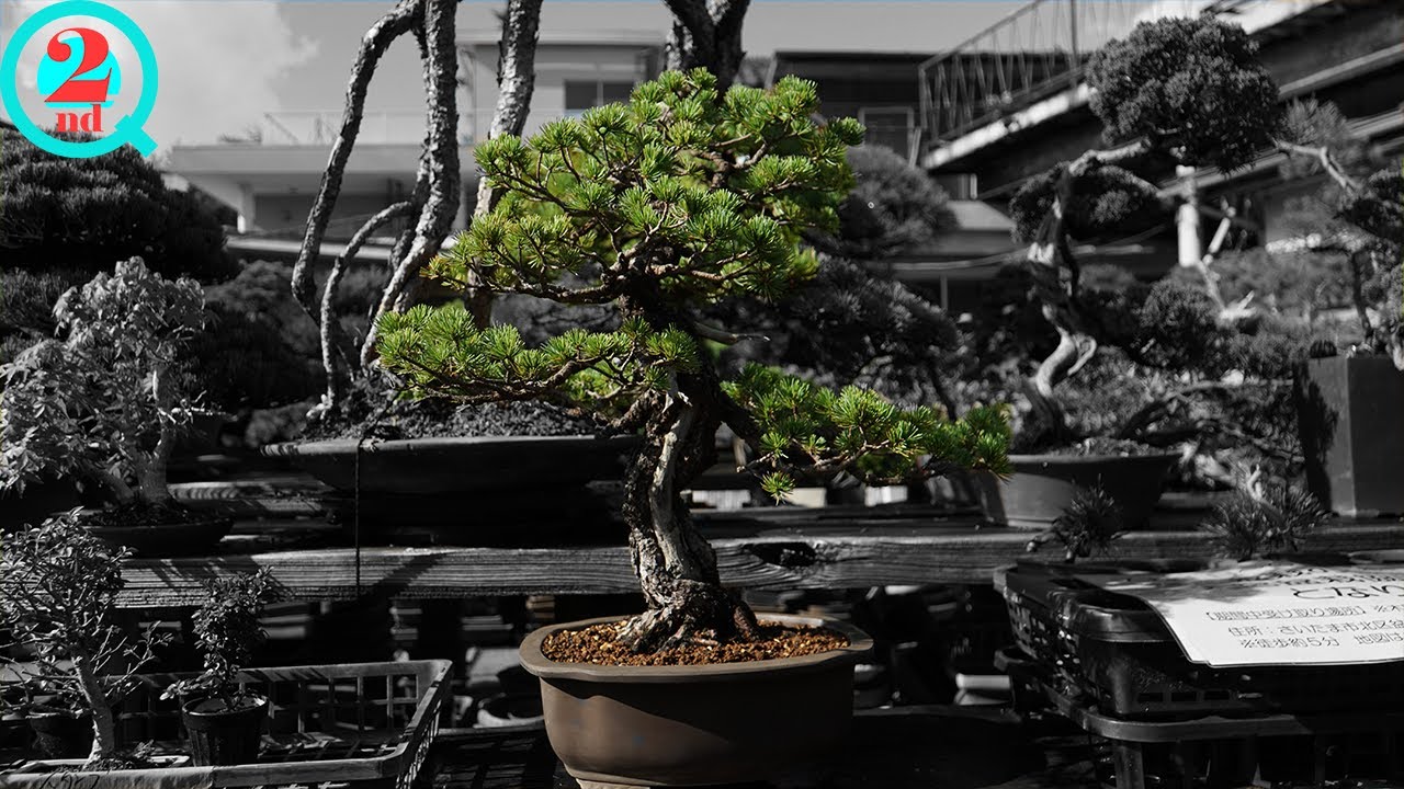 元気がないと持ち込まれた五葉松【盆栽Q2nd】 - YouTube