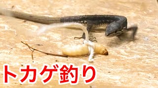 Lizard fishing