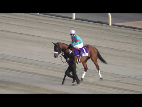2018 38th Japan Cup G1 Main Racecourse Entrance Video Almond Eye