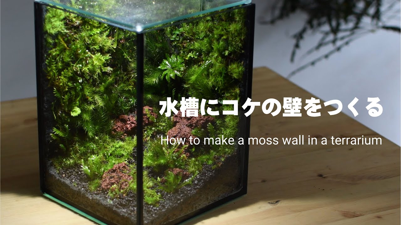 How to make a moss wall in a terrarium #10 - YouTube