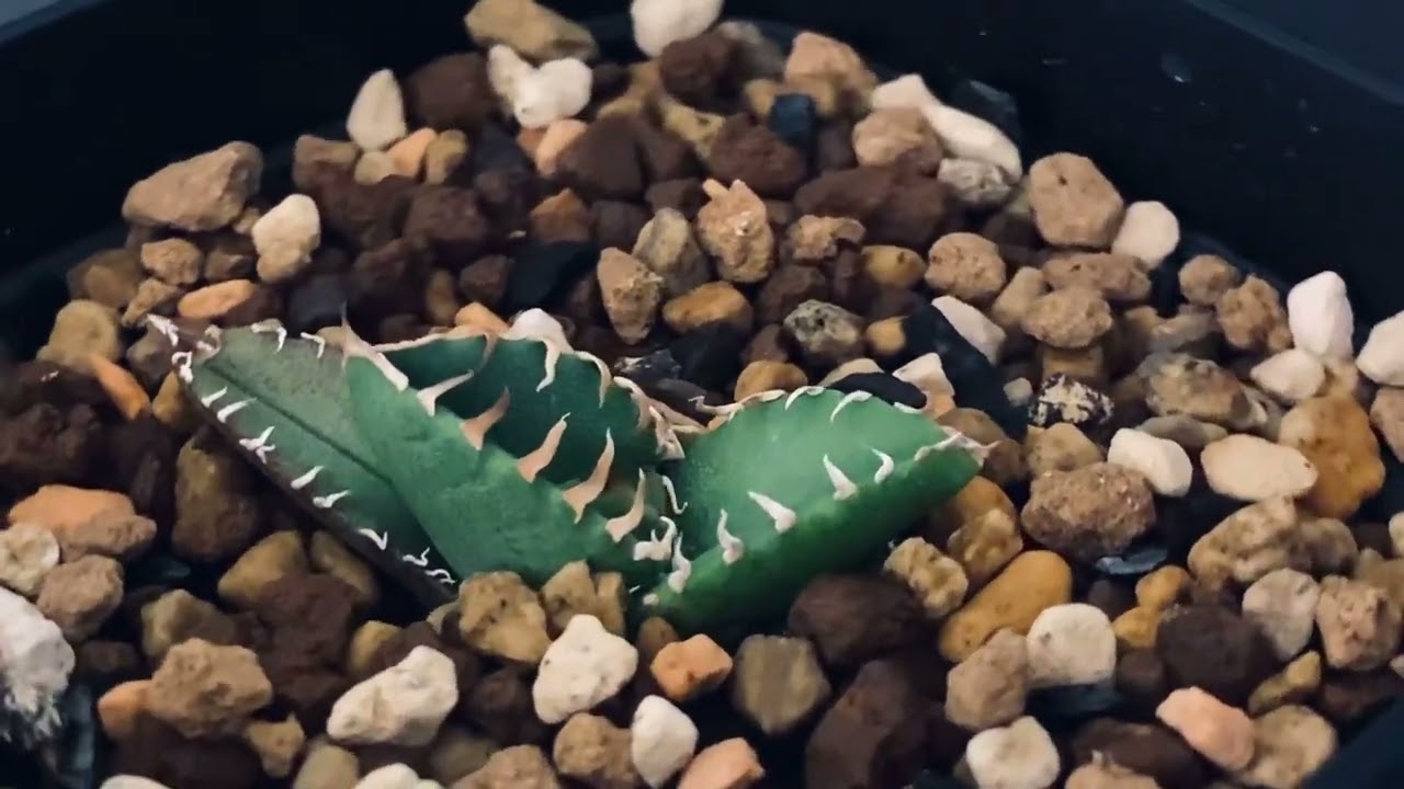 2023/4/3 アガベ・チタノタ CG01 追星-001｜Agave CG01/Cok - YouTube