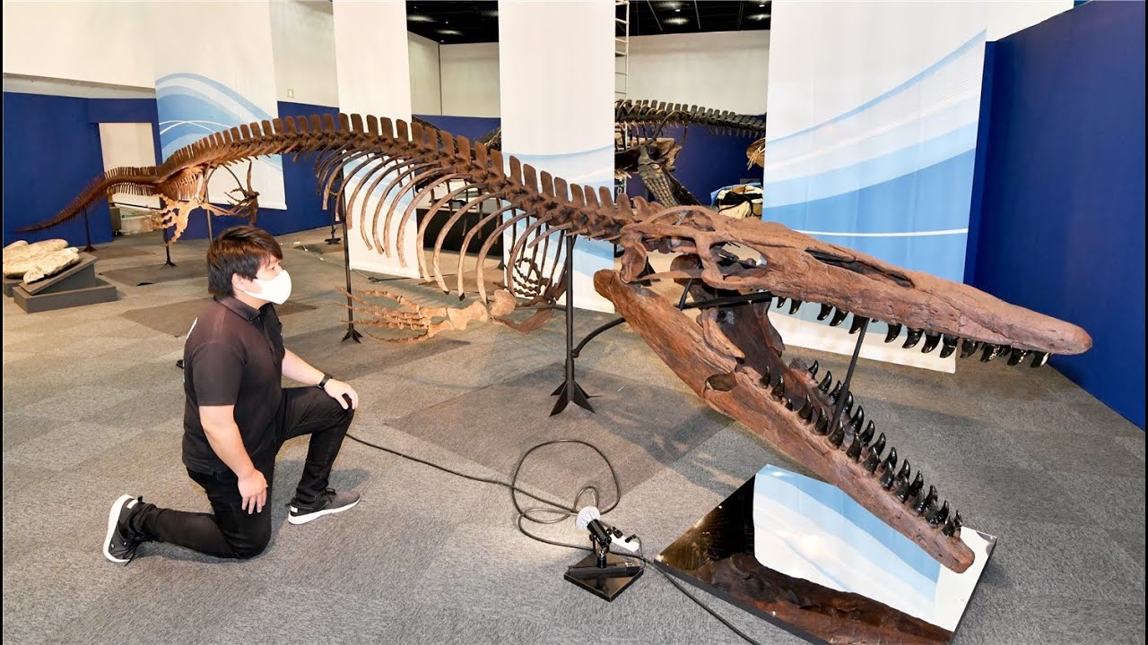 恐竜】ティロサウルスの組み上げ（福井県立恐竜博物館特別展「海竜