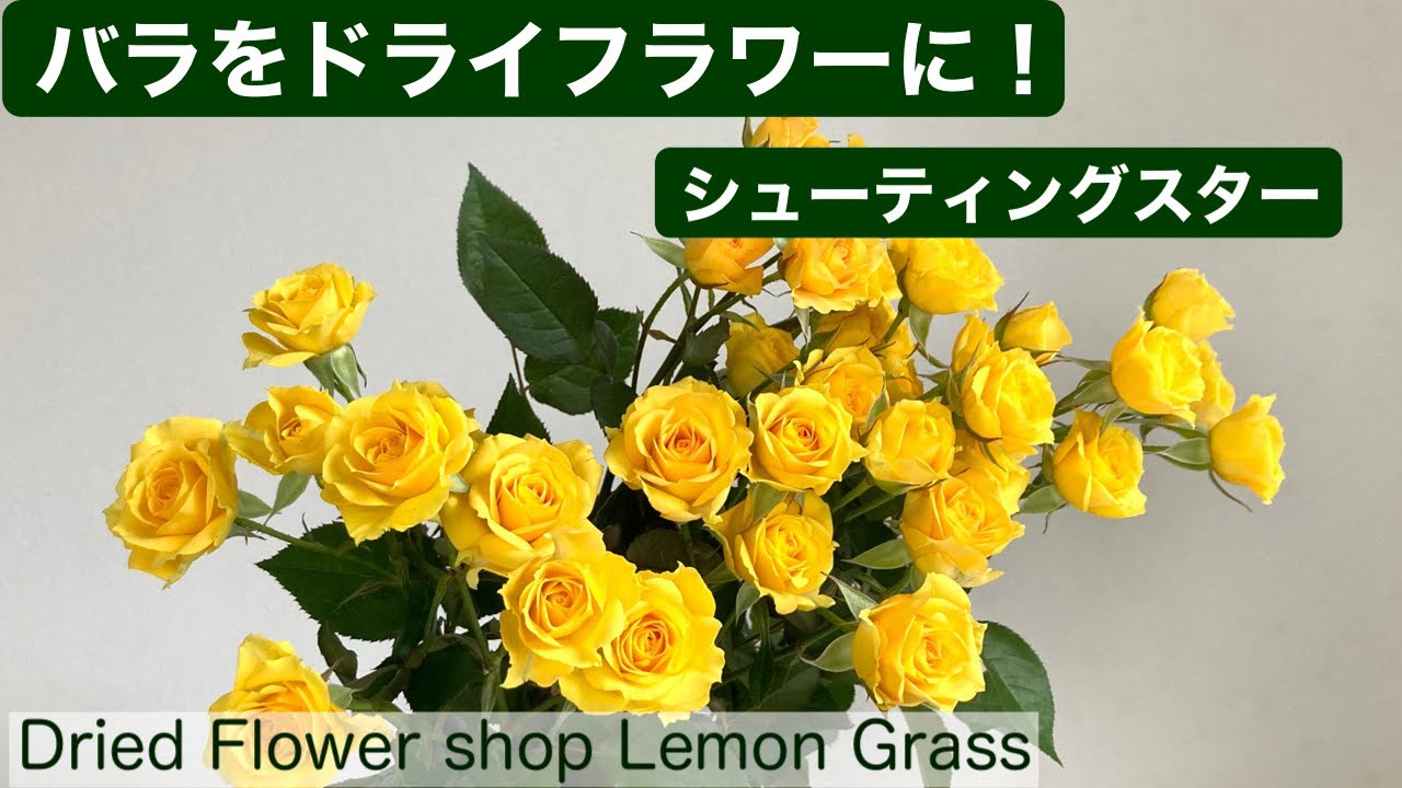 バラをドライフラワーに！【スプレーバラ・シューティングスター