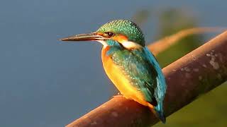 カワセミ_186_新横浜公園_癒し_Kingfisher_4K - YouTube