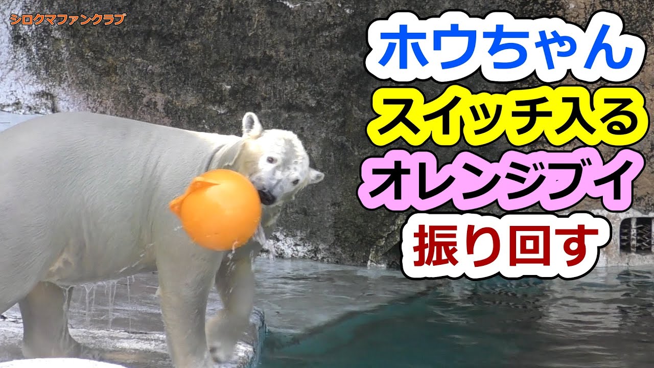 Hou-chan's switch is on 💗 He swings an orange buoy around