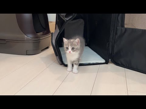 もち様の部屋 - YouTube