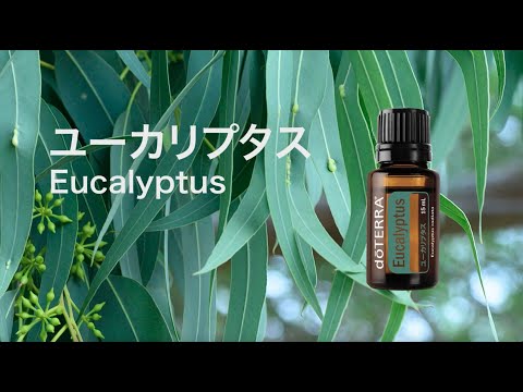 ユーカリプタス - doTERRA TIMES