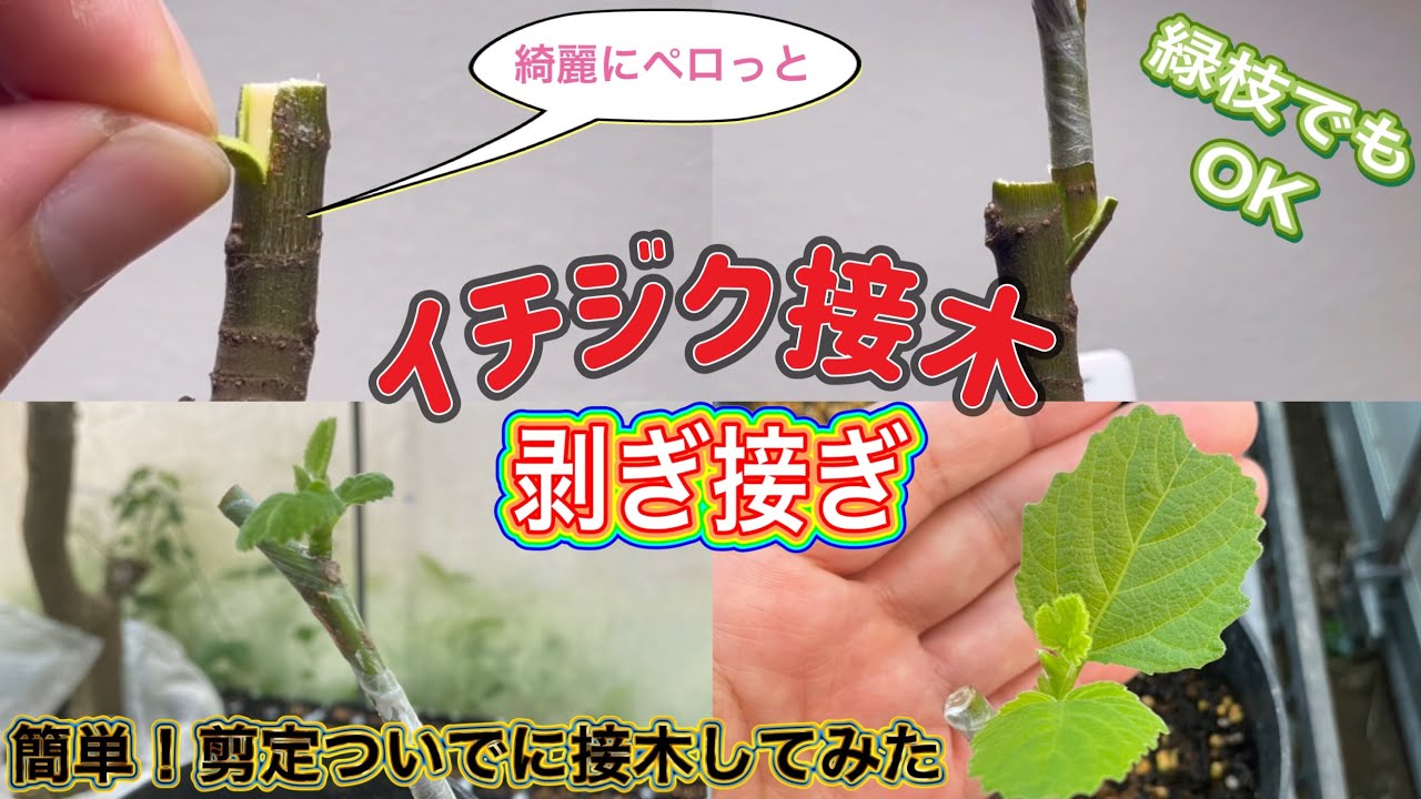 イチジク接木】想像以上に簡単に成功します。剪定した緑枝で剥ぎ接ぎし