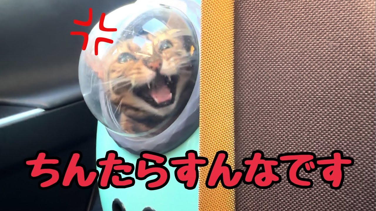 Six cats moving] The queen cat is in a bad mood - YouTube