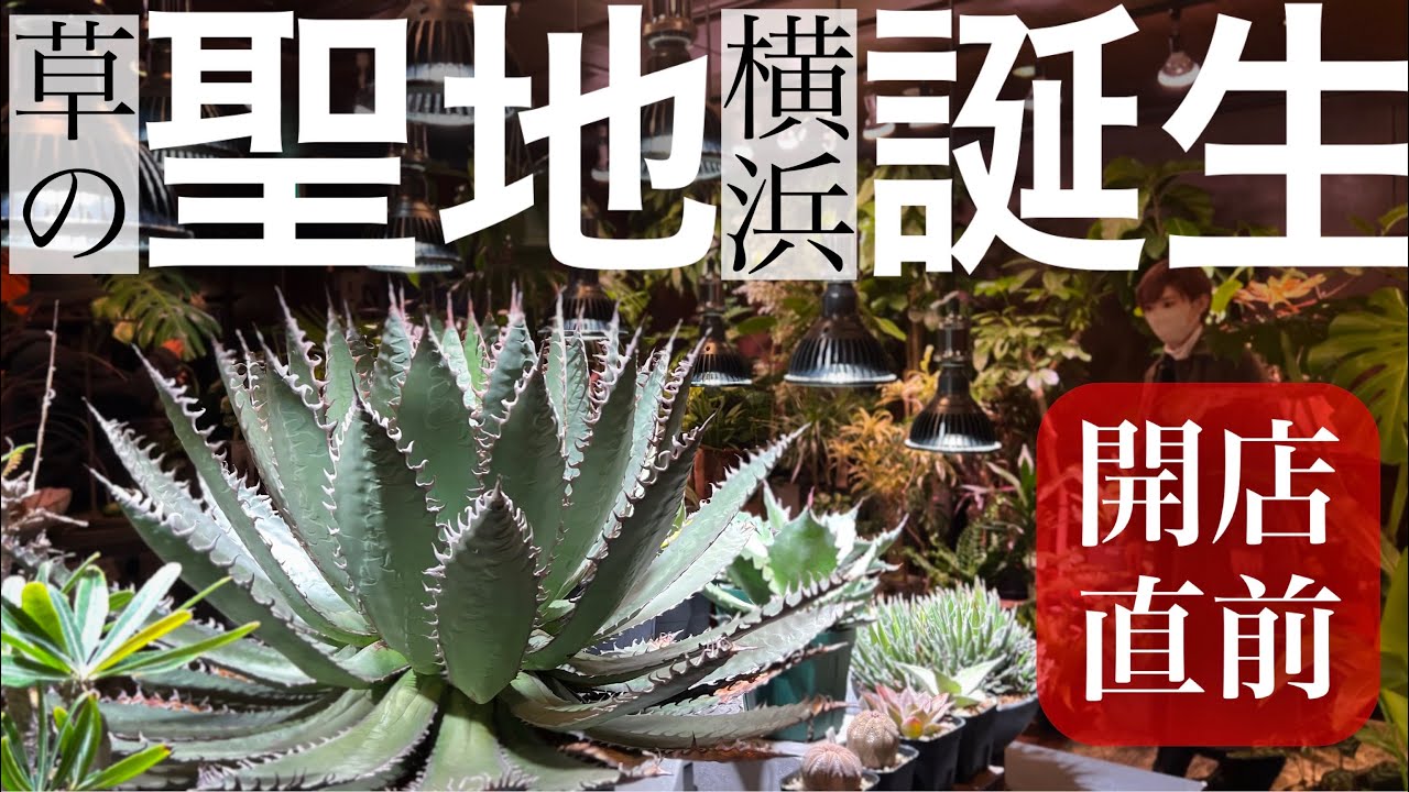 アガベ新天地】唯一無二の植物屋が開店するぞ!!【塊根珍奇】 - YouTube