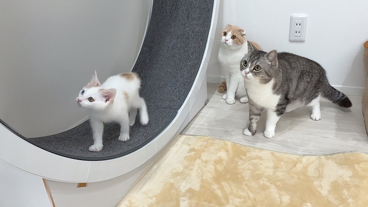 ヤンチャすぎる新入り子猫を一日中守ってくれてる先輩たちが優しすぎ