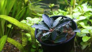 Bucephalandra sp. 'Red Mini' (ブセファランドラ sp. 'レッド ミニ