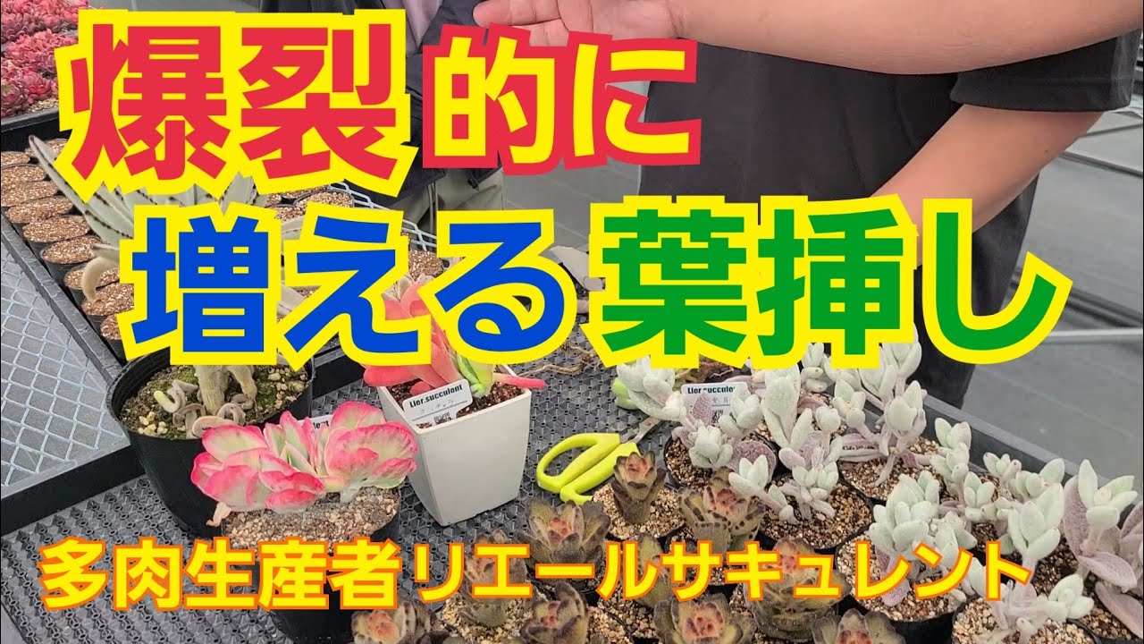 多肉植物】爆裂的に増える多肉の葉挿し‼️【ガーデニング】2023年4月27