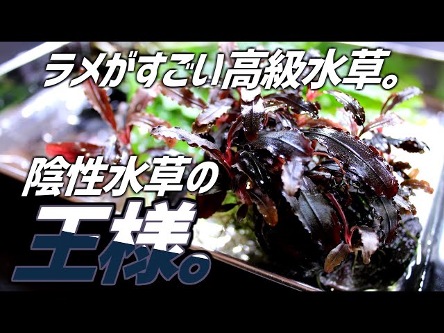 遂に手を出してしまった、陰性水草の王様的存在。ブセファランドラSP