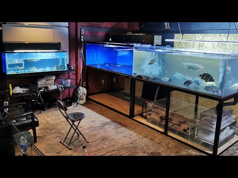 Large Aquarium] A hobby room featuring a Kantetsu 1800 x 1000 x