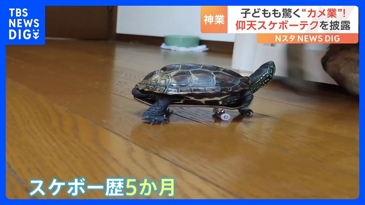 子ども達もビックリ！ カメがスケボーに乗る！ 新技披露｜TBS NEWS DIG