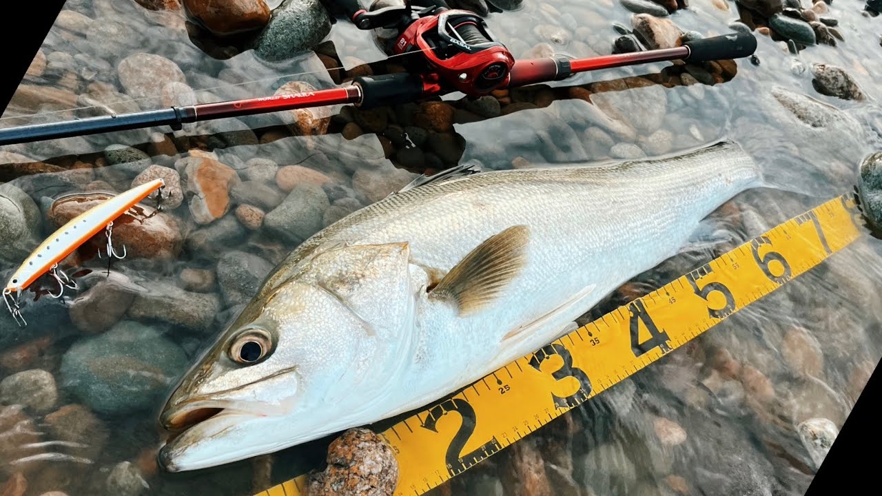 ワールドシャウラ1785RS-2×ワイドバサル×タイドミノー125SLD-S