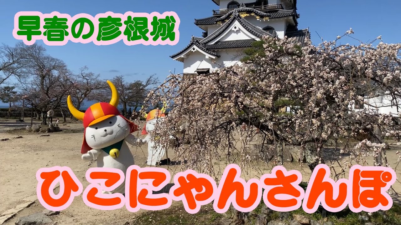 32 早春の彦根城 ひこにゃんさんぽ - YouTube