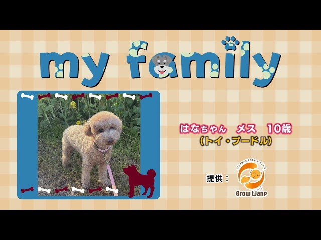 my family #52 はなちゃん #トイ・プードル - YouTube
