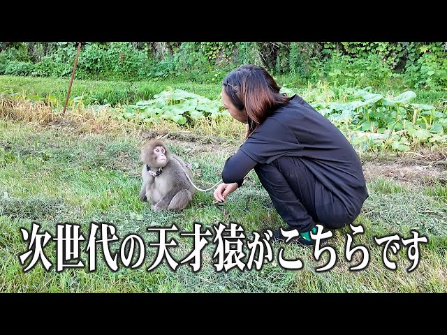 新人】次世代の天才猿のトレーニングが凄すぎた - YouTube