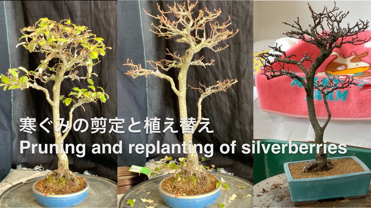 寒ぐみの剪定、植え替え Pruning and replanting of silverberries