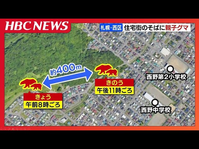 I saw a mother and baby bear from inside my house.