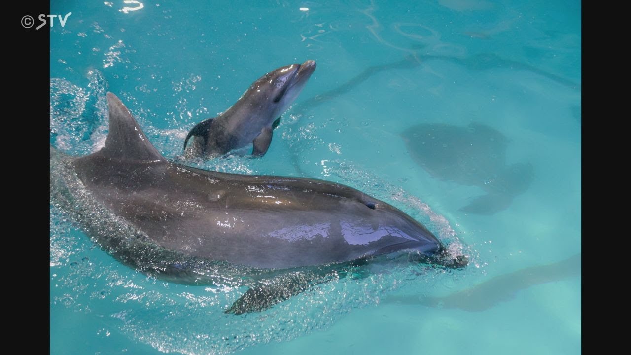 Baby dolphin born; Estimated 20-year-old 