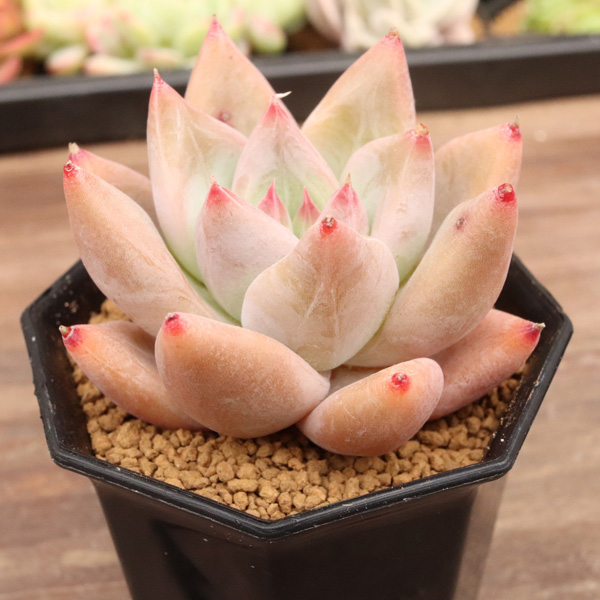 エリキュラミス】の紹介ページ｜E-TANIKU（イータニク）