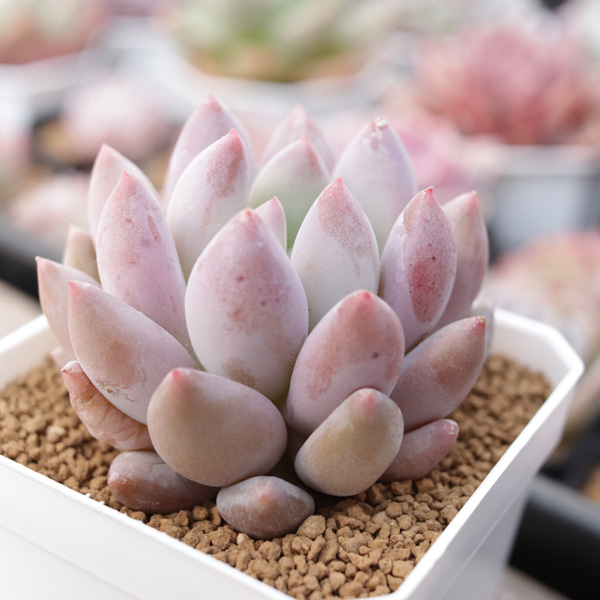 エンジェルフィンガー】の紹介ページ｜E-TANIKU（イータニク）