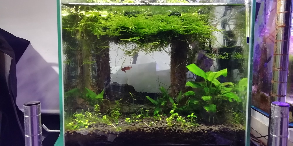 アクアテラリウム水槽アルバム その4 30cmキューブ滝のあるアクア