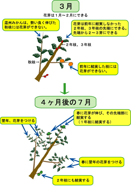 2025年花柚子の記録｜そだレポ（栽培レポート）byここのすけ
