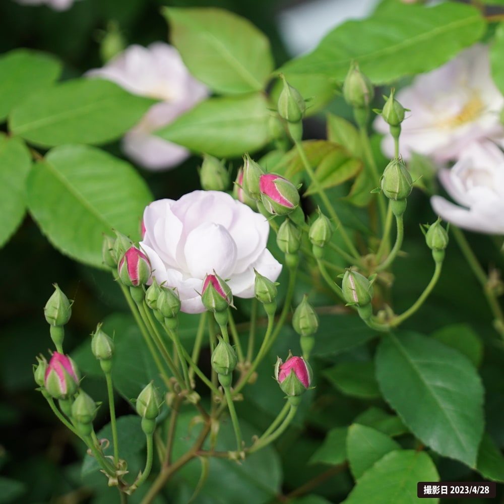 ブラッシュノワゼット バラ オールドローズの特徴と育て方 | 苗木部の