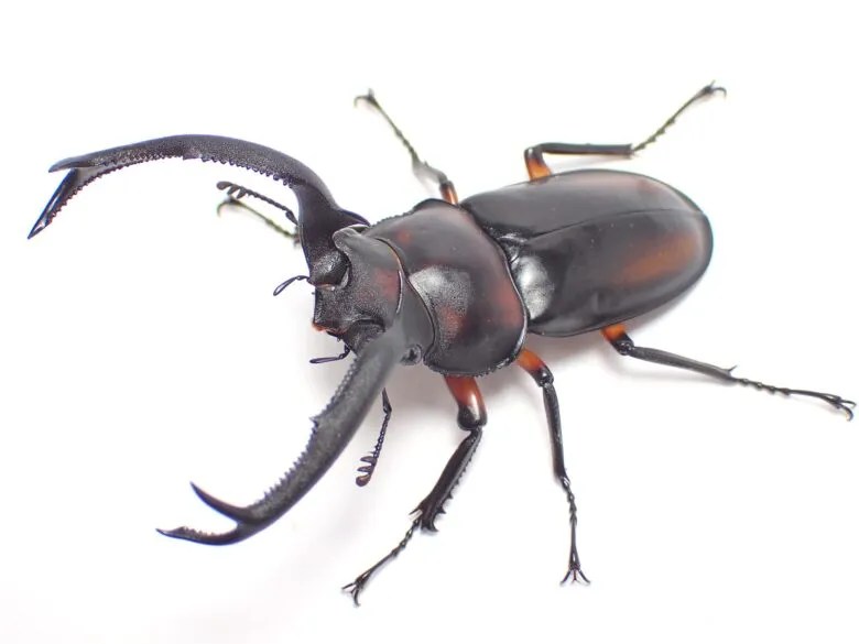 ディディエールシカクワガタの飼育方法 | わたくわの飼育記