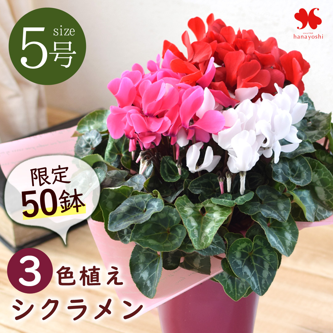 桜＊ サンタクロース(大と小) とシクラメンの鉢植え3色セット 桜