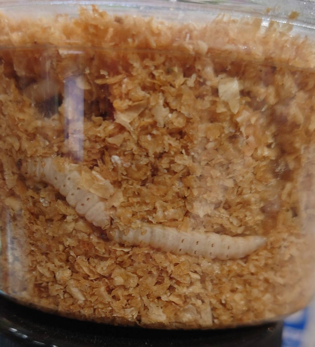 ハニーワーム | ワイルドスカイ通販