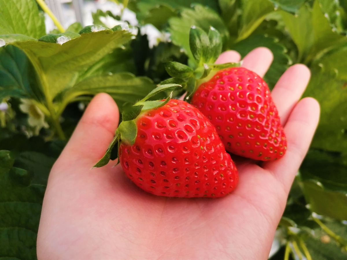 イチゴさん専用③ 苺(3) いちご 専用 いちご 専用 いちご② いちご