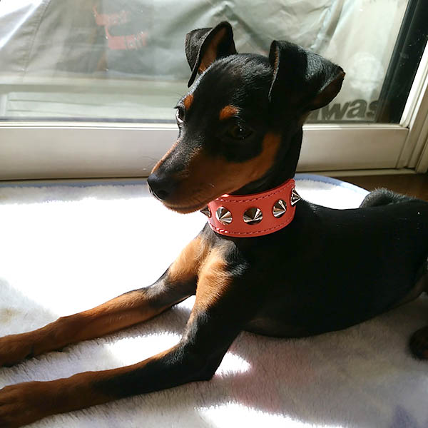 楽天市場】イタグレミニピン用スタッズ革首輪：Small Type G2_X1(13mm