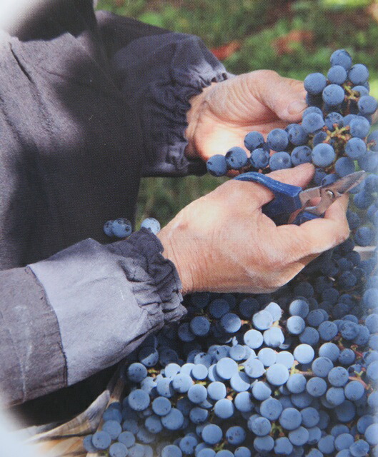 楽天市場】ヤマブドウ(山葡萄) ヤマソービニオン 4号ロングポット苗