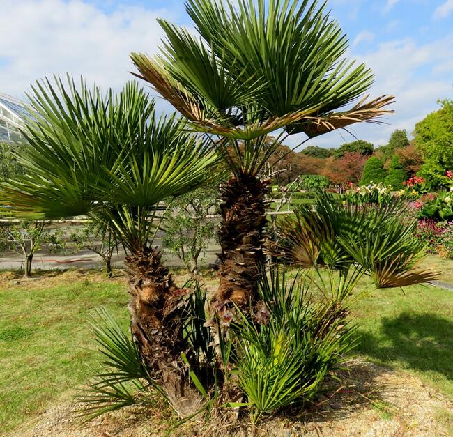 値下げしました！現品販売 チャメロプス フリミス 8号大株 D 2026年