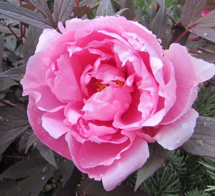 楽天市場】ボタン(牡丹) 苗木 新日月錦 （シンジツゲツニシキ） 7号