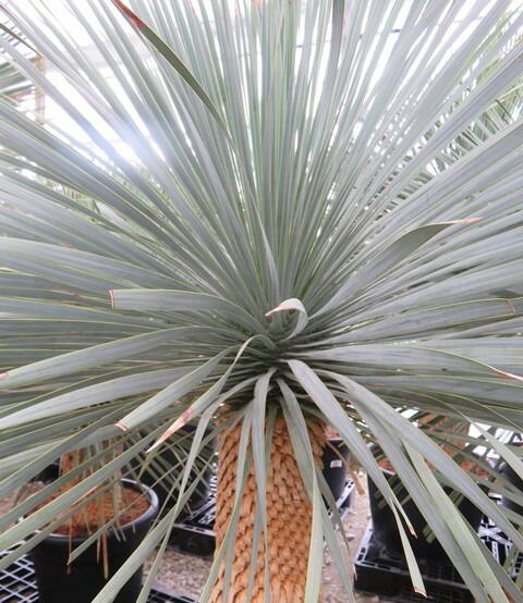 楽天市場】【現品発送】ユッカ リギダ 大株 根巻き : 千草園芸