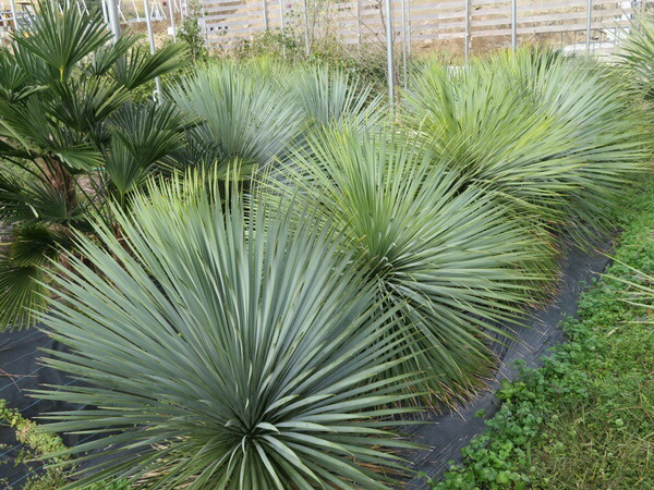 楽天市場】【現品発送】ユッカ ロストラータ 苗木 大株 H1.5m×W1.3m