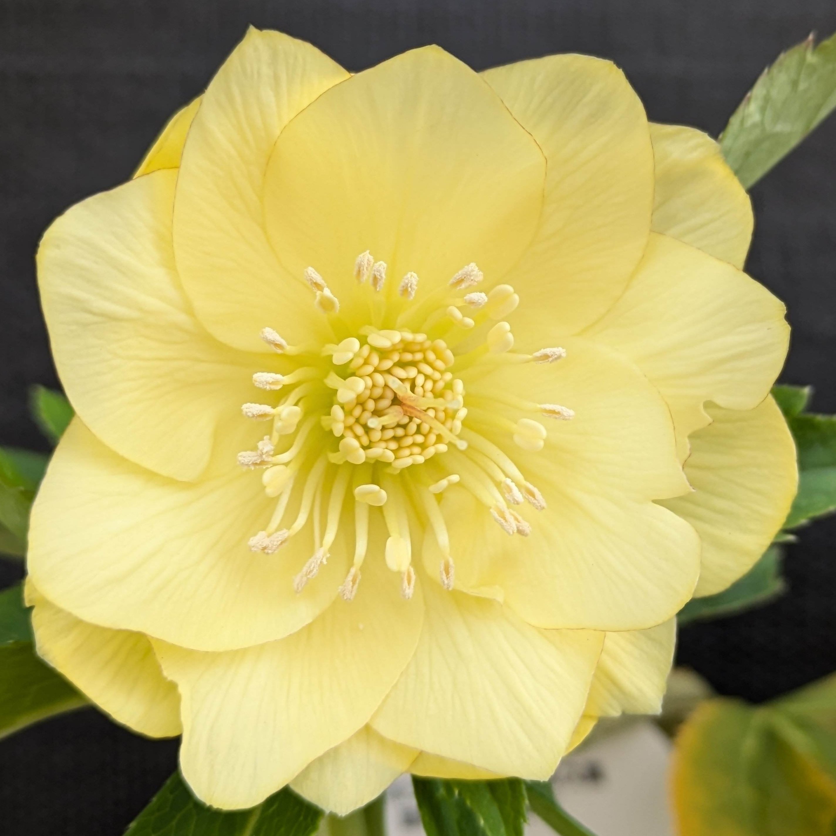 クリスマスローズ 開花実績株 DDイエローホワイトふわっとピコ Yahoo