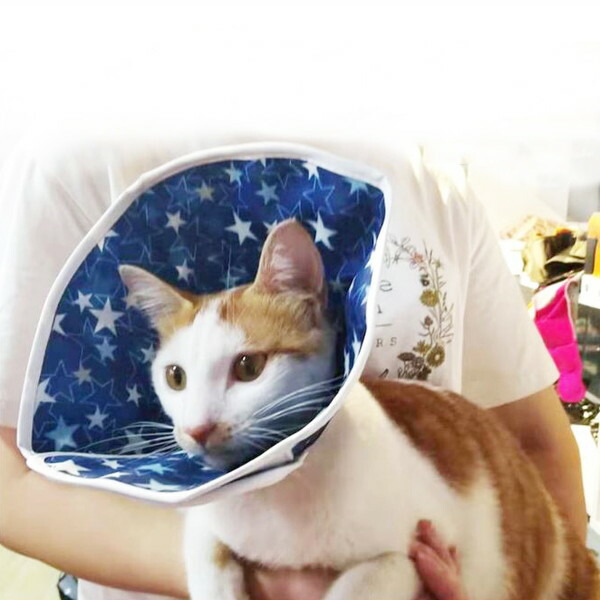 楽天市場】【クーポンで1577円＋ポイント最大40倍】猫 撥水 エリザベス