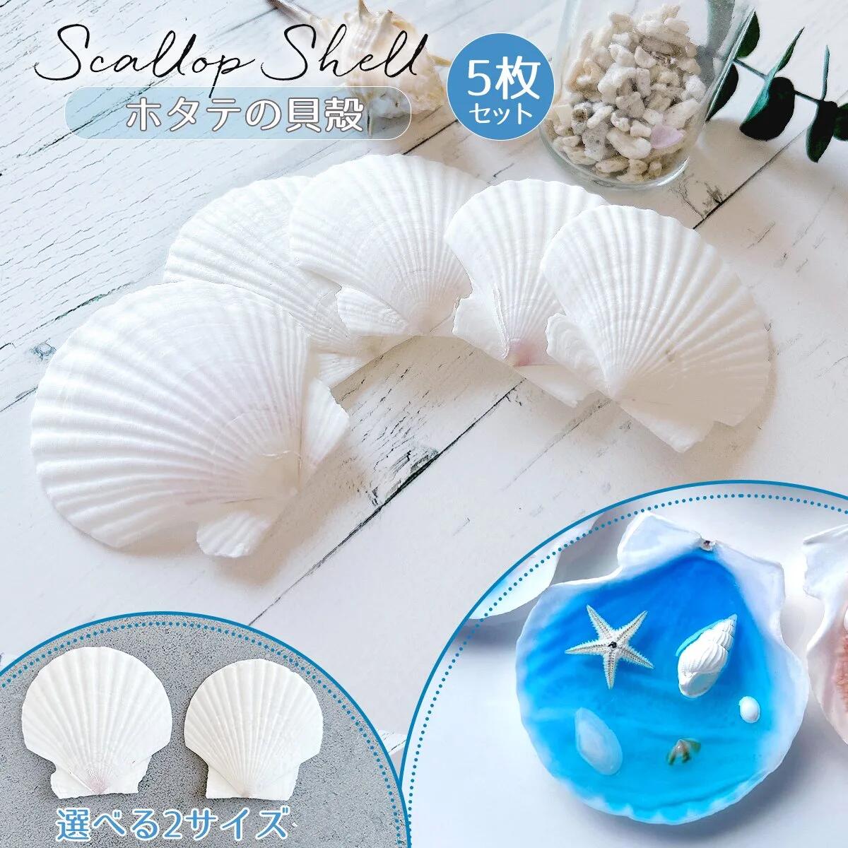 5枚 本物のホタテ貝 ちょこっと大きめ♪- 手作り雑貨屋 * 雑貨好き