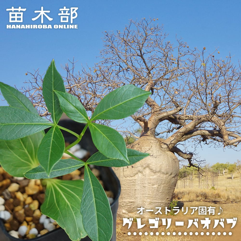 楽天市場】世界一重い木 リグナムバイダ（リグナムバイタ） 2号ポット