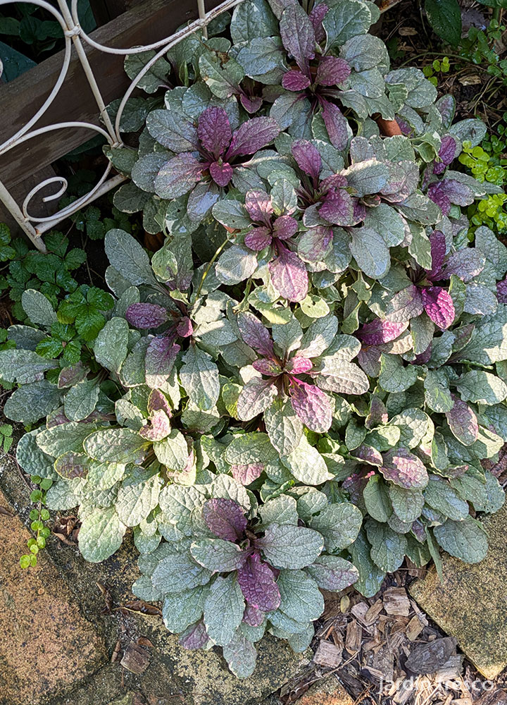 アジュガ苗 - jardin-fresco ハルディンフレスコ