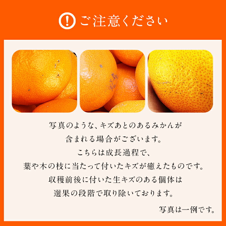 みかん 5kg 糖度12度以上 プレミアム 秀品 福岡県産 華たちばな 蜜柑