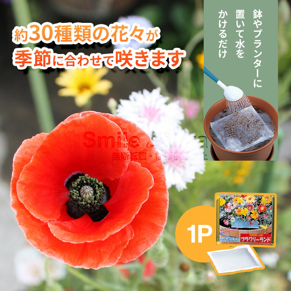 楽天市場】【23日2時までエントリーP5倍】【公式店】【メール便対応